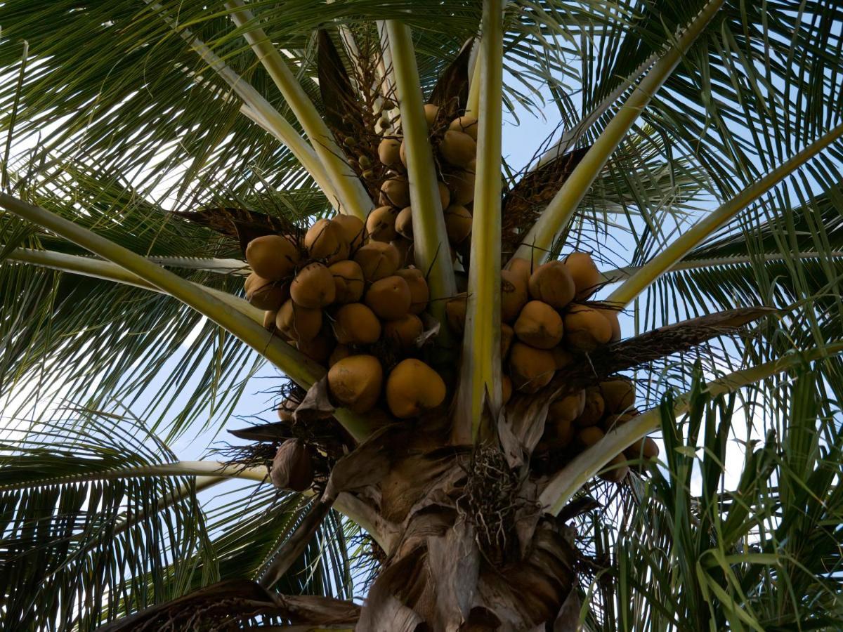 منتجع كيرنز رينبو المظهر الخارجي الصورة